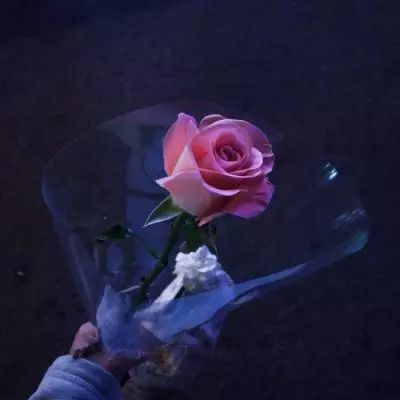 金瓶美人传手游最新版下载